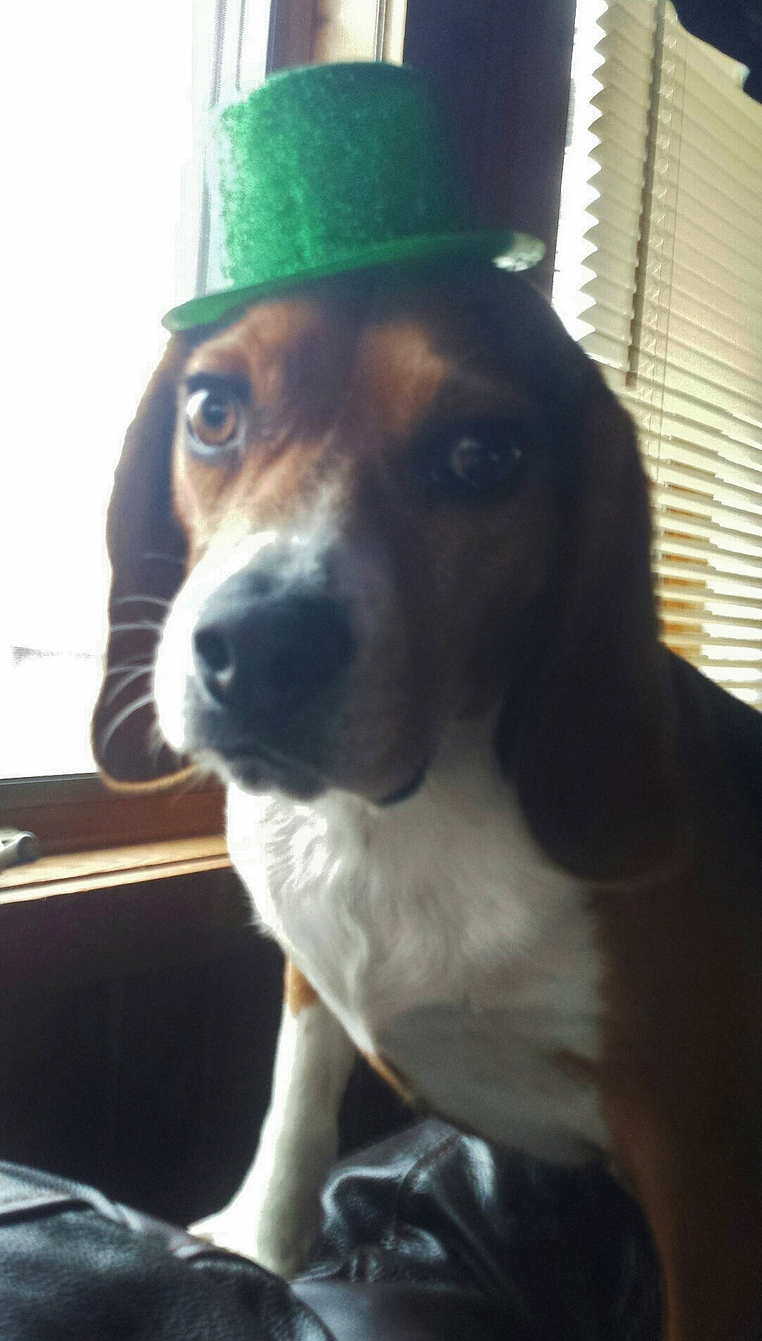 Jack is registered to the contest to win money with this photo: basset_hound, beagle, beaglier, canidae, carnivore, companion_dog, coonhound, dog, dog_breed, estonian_hound, finnish_hound, harrier, headgear, mammal, pocket_beagle, puppy, rare_breed_dog, snout, treeing_walker_coonhound, vertebrate
