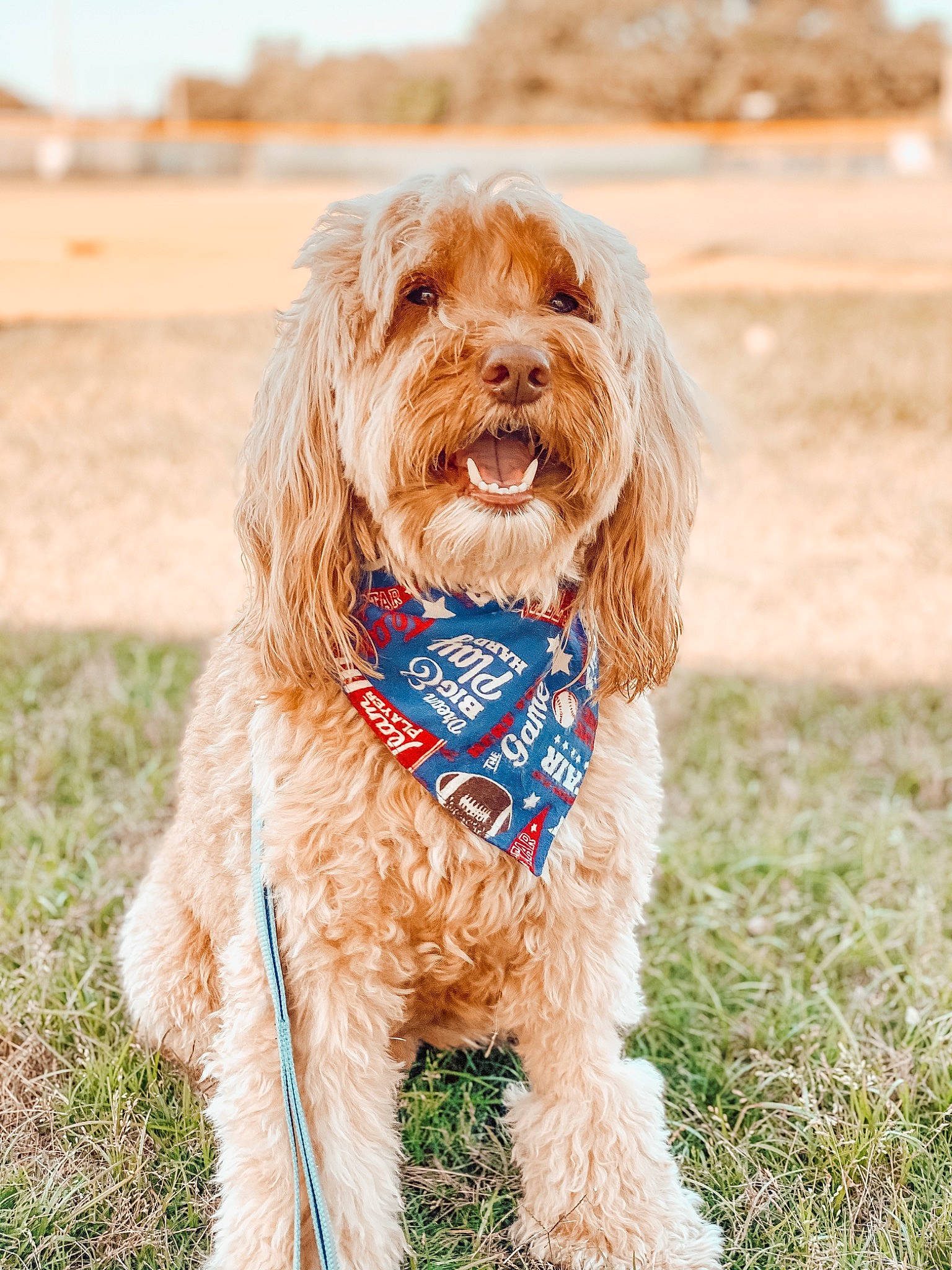 Barkley joined the competition — help win amazing prizes! canidae, carnivore, cavapoo, cockapoo, companion_dog, dog, dog_breed, goldendoodle, labradoodle, mammal, poodle_crossbreed, puppy, rare_breed_dog, spinone_italiano, sporting_group, terrier, vertebrate