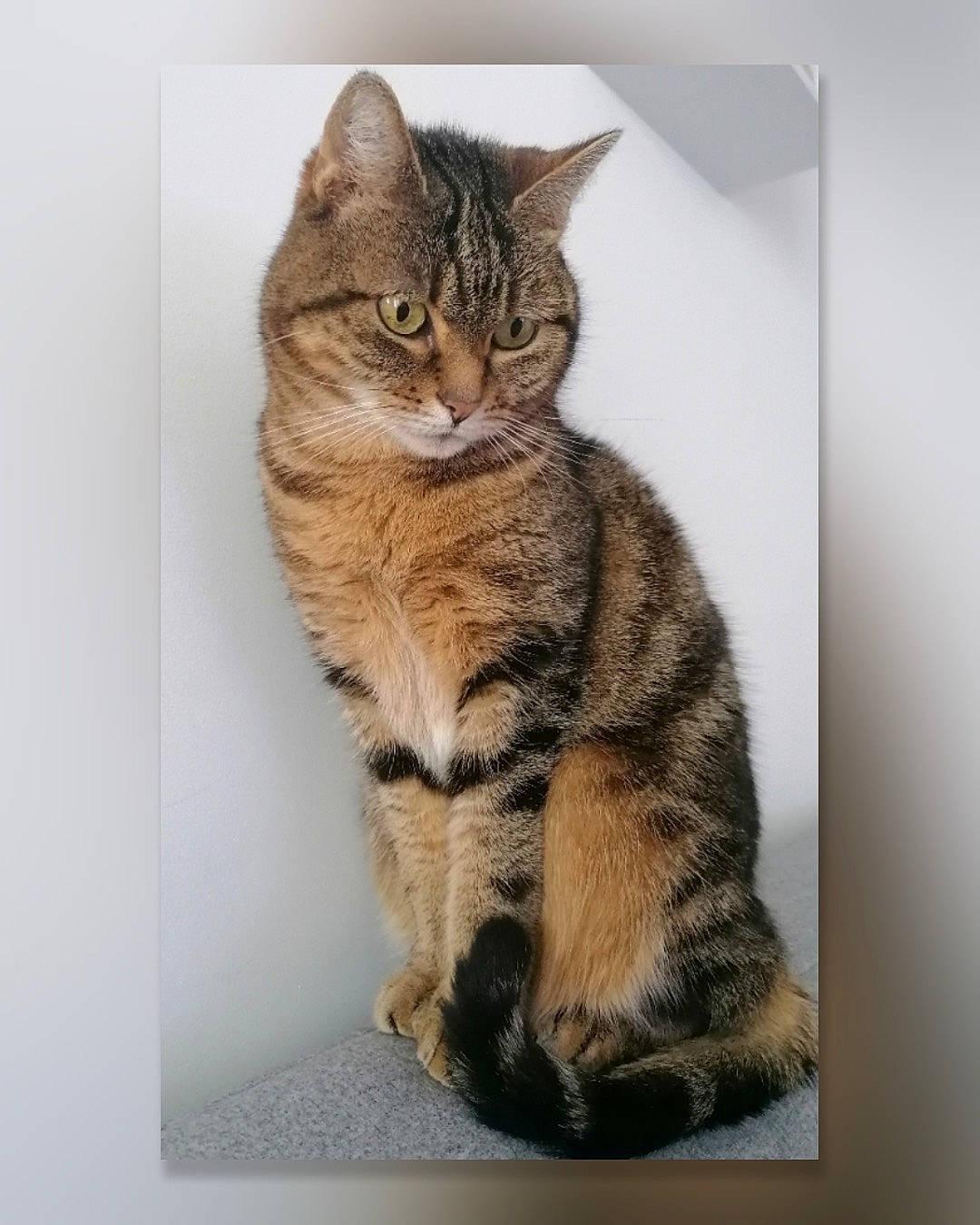 Inaya participe au concours pour gagner de l'argent avec cette photo : art, carnivore, cat, domestic_short_haired_cat, felidae, fur, paw, rectangle, small_to_medium_sized_cats, snout, tail, terrestrial_animal, whiskers