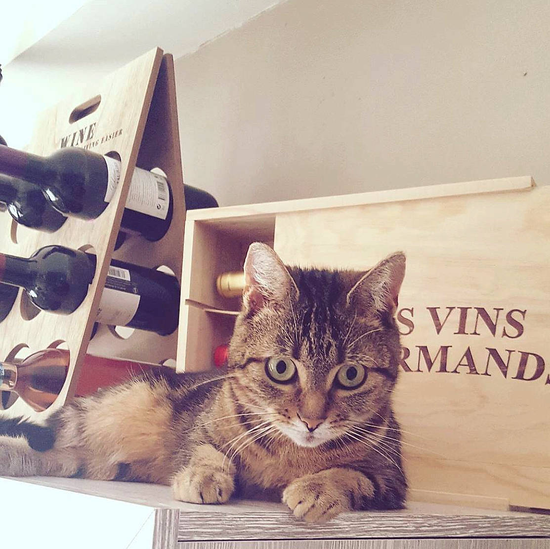 Inaya participe au concours pour gagner de l'argent avec cette photo : box, cardboard, carnivore, cat, comfort, domestic_short_haired_cat, felidae, fur, home_appliance, metal, paw, shelf, shelving, small_to_medium_sized_cats, snout, square, tail, whiskers, window, wood