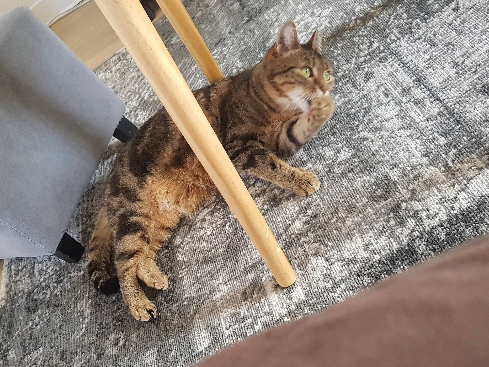 Inaya a rejoint le concours — aidez-le/la à gagner de superbes lots ! brown, canidae, carnivore, cat, claw, domestic_short_haired_cat, fawn, felidae, flooring, fur, hardwood, paw, small_to_medium_sized_cats, snout, sporting_group, tail, terrestrial_animal, whiskers, wood, wood_stain