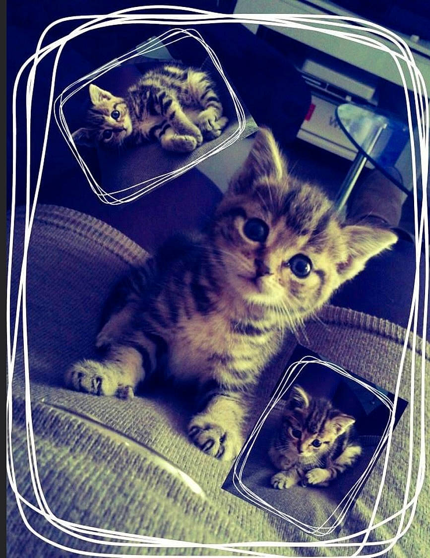 Inaya participe au concours pour gagner de l'argent avec cette photo : animal_shelter, basket, box, carnivore, cat, couch, domestic_short_haired_cat, electric_blue, felidae, fur, grass, mammal, metal, paw, pet_supply, photo_caption, sitting, small_to_medium_sized_cats, vertebrate, whiskers