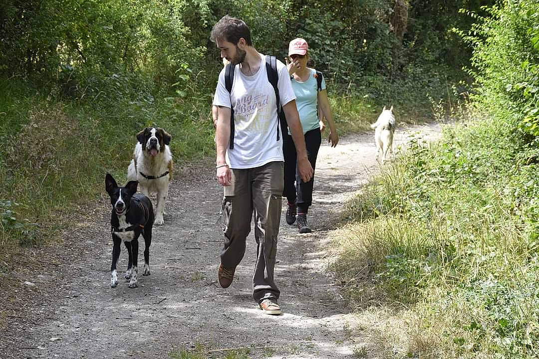 Pharah a rejoint le concours — aidez-le/la à gagner de superbes lots ! adventure, canidae, carnivore, dog, dog_breed, dog_hiking, dog_walking, field_trial, hiking, hunting_dog, leash, non_sporting_group, pointer, recreation, sporting_group, trail, walking