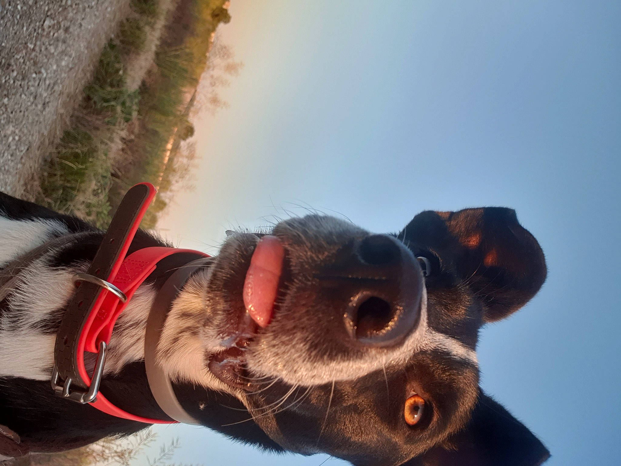 Pharah participe au concours pour gagner de l'argent avec cette photo : australian_cattle_dog, canidae, carnivore, dog, dog_breed, ear, eye, fawn, nose, snout, sporting_group