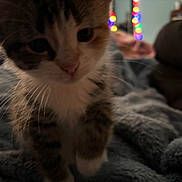 Princess is registered to the contest to win money with this photo: blanket, blurred, bokeh_lights, cat, close_up, cozy, cute, fur, furniture, home, indoor, kitten, low_light, paw, pet, portrait, soft_texture, string_lights, whiskers, young_animal