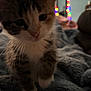 blanket, blurred, bokeh_lights, cat, close_up, cozy, cute, fur, furniture, home, indoor, kitten, low_light, paw, pet, portrait, soft_texture, string_lights, whiskers, young_animal