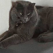 Maui is registered to the contest to win money with this photo: cat, gray_cat, pet, animal, indoor, feline, resting, collar, bell, cushion, furniture, flower, red_flower, wall, fur, looking, relaxed, close_up, domestic_animal, cute