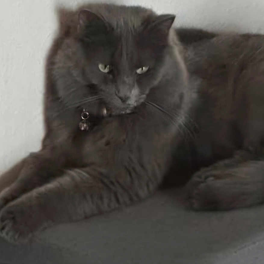 Maui is registered to the contest to win money with this photo: cat, gray_cat, pet, animal, indoor, feline, resting, collar, bell, cushion, furniture, flower, red_flower, wall, fur, looking, relaxed, close_up, domestic_animal, cute