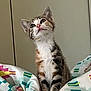 cat, kitten, pet, bed, blanket, colorful_pattern, tabby, white_chest, looking_up, ears, whiskers, indoor, portrait, curious, sitting, vertical_photo, bedding, wall, closeup, young_animal