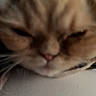 Miso is registered to the contest to win money with this photo: cat, close_up, sleepy, blurry, fur, face, whiskers, pink_nose, indoor, cute, pet, animal, feline, relaxed, soft, mammal, domestic, portrait, head, resting