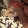 Miso is registered to the contest to win money with this photo: cat, animal, pet, blanket, leopard_print, fur, face, person, indoor, cozy, resting, cute, orange_cat, snuggled, sleepy, closeup, bedroom, human, comfort, warm