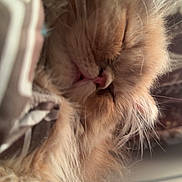 Miso is registered to the contest to win money with this photo: cat, sleeping, fluffy, orange_cat, close_up, pet, whiskers, fur, cozy, indoors, resting, cute, domestic_animal, face, animal, feline, nose, pink_tongue, relaxation, soft