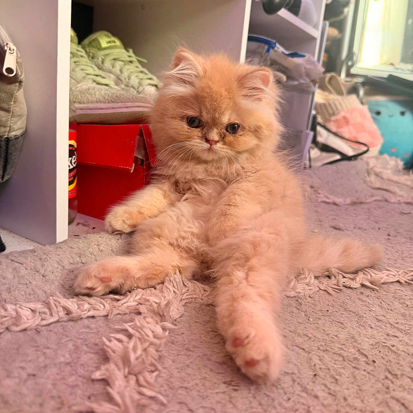 Miso