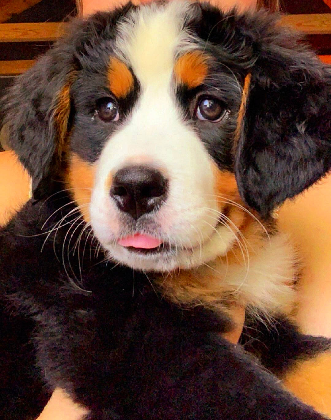 Ezmae joined the competition — help win amazing prizes! ancient_dog_breeds, ball, bernese_mountain_dog, canidae, carnivore, companion_dog, dog, dog_breed, eye, fur, giant_dog_breed, head, herding_dog, puppy, snout, sporting_group, terrestrial_animal, whiskers, working_animal, working_dog