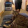 Fluffy is registered to the contest to win money with this photo: cat, tabby, couch, indoor, car_playpen, person, shorts, carpet, door, wall, furniture, living_room, relaxed, pet, animal, whiskers, curious, seated, blue, cozy