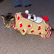 Fluffy joined the competition — help win amazing prizes! cat, tabby_cat, sweater, holiday_clothing, carpet, indoor, pet_bed, clothing, floor, feline, animal, domestic_animal, knitted, red, white, beige, pattern, cozy, cute, pet