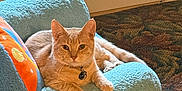 Luka is registered to the contest to win money with this photo: cat, orange_tabby, chair, fuzzy, indoor, pet, relaxed, feline, collar, carpet, home, cozy, animal, looking, curious, paws, furniture, resting, calm, domestic