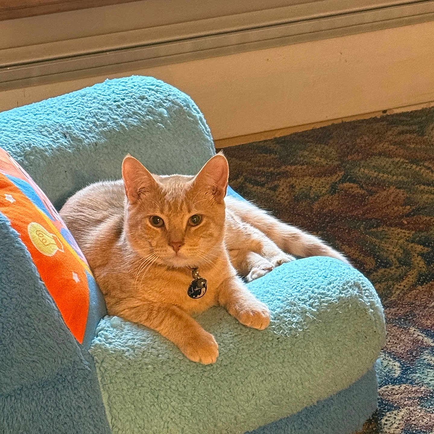 Luka is registered to the contest to win money with this photo: animal, calm, carpet, cat, chair, collar, cozy, curious, domestic, feline, furniture, fuzzy, home, indoor, looking, orange_tabby, paws, pet, relaxed, resting