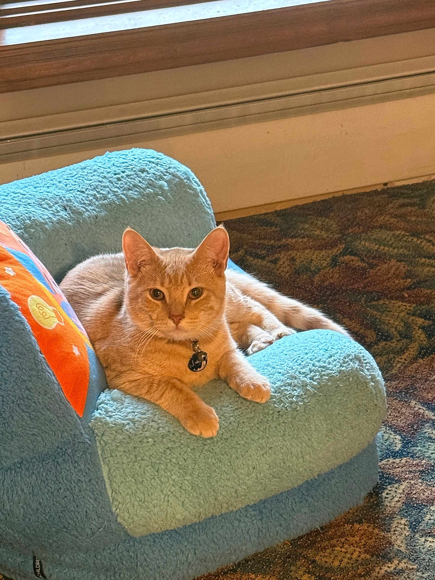 Luka is registered to the contest to win money with this photo: cat, orange_tabby, chair, fuzzy, indoor, pet, relaxed, feline, collar, carpet, home, cozy, animal, looking, curious, paws, furniture, resting, calm, domestic