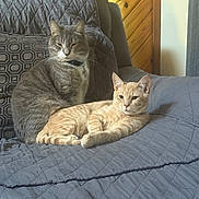 Luka is registered to the contest to win money with this photo: cat, cats, gray_cat, orange_cat, collar, couch, quilted_blanket, indoor, wood_panel_wall, relaxed, pets, feline, animal, two_animals, domestic_cat, resting, companion, fur, whiskers, home