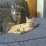 cat, cats, gray_cat, orange_cat, collar, couch, quilted_blanket, indoor, wood_panel_wall, relaxed, pets, feline, animal, two_animals, domestic_cat, resting, companion, fur, whiskers, home