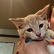 Luka is registered to the contest to win money with this photo: animal, calm, cat, close_up, cute, domestic_cat, earphones, face, feline, fur, hand, holding, indoor, kitten, orange_tabby, person, pet, portrait, whiskers, young_cat