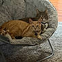 Luka joined the competition — help win amazing prizes! cat, orange_tabby, gray_tabby, pet, collar, indoor, chair, plush_chair, carpet, floor, relaxing, feline, two_cats, resting, animal, cute, looking_at_camera, domestic, home, cozy