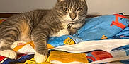 Nube joined the competition — help win amazing prizes! cat, tabby, animal, pet, feline, indoor, bed, blanket, colorful, resting, fur, whiskers, paws, collar, cozy, comfort, relaxed, portrait, cute, home