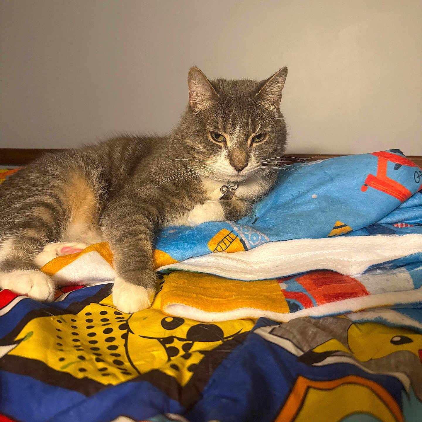 Nube joined the competition — help win amazing prizes! animal, bed, blanket, cat, collar, colorful, comfort, cozy, cute, feline, fur, home, indoor, paws, pet, portrait, relaxed, resting, tabby, whiskers