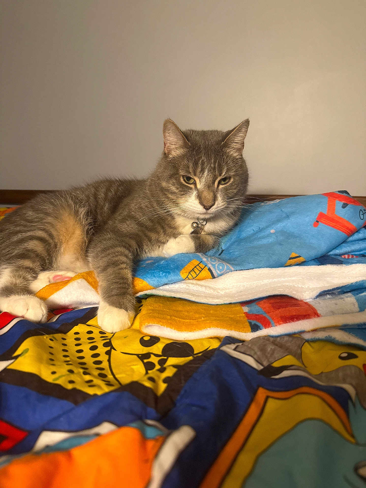 Nube joined the competition — help win amazing prizes! cat, tabby, animal, pet, feline, indoor, bed, blanket, colorful, resting, fur, whiskers, paws, collar, cozy, comfort, relaxed, portrait, cute, home
