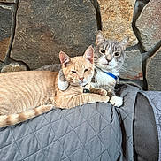 Nube joined the competition — help win amazing prizes! cat, feline, pets, snuggling, cozy, quilted_blanket, stone_wall, indoor, cute, tabby_cat, gray_cat, collar, paw, resting, companionship, animals, fur, relaxed, cute_animals, domestic