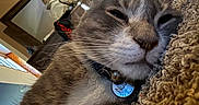 Nube is registered to the contest to win money with this photo: animal, carpet, cat, close_up, collar, cozy, domestic_animal, feline, fur, furniture, home, indoor, mammal, pet_tag, portrait, relaxed, resting, sleepy, whiskers, window