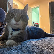 Nube is registered to the contest to win money with this photo: animal_face, carpet, cat, collar, curious, domestic_animal, eyes, floor, furniture, gray_cat, home, household_items, indoor, open_door, person_partial, pet, relaxed, room, whiskers, white_paws