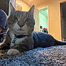 Nube is registered to the contest to win money with this photo: animal_face, carpet, cat, collar, curious, domestic_animal, eyes, floor, furniture, gray_cat, home, household_items, indoor, open_door, person_partial, pet, relaxed, room, whiskers, white_paws