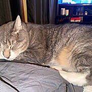Nube joined the competition — help win amazing prizes! animal, bed, bedroom, blanket, cat, closed_eyes, ears, feline, flash_photography, fur, gray_cat, home, indoors, lying_down, pet, relaxed, sleeping, television, whiskers, white_paws