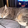 animal, bed, bedroom, blanket, cat, closed_eyes, ears, feline, flash_photography, fur, gray_cat, home, indoors, lying_down, pet, relaxed, sleeping, television, whiskers, white_paws