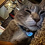 Nube joined the competition — help win amazing prizes! cat, close_up, gray_cat, white_cat, sleepy, collar, bell, carpet, indoor, mirror, furniture, whiskers, pet, domestic_animal, relaxed, fur, house, cozy, soft_lighting, resting