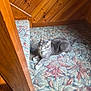 Nube is registered to the contest to win money with this photo: cat, gray_cat, tabby, indoor, carpet, patterned_carpet, wooden_stairs, wood_paneling, pet, feline, relaxed, lying_down, white_paws, domestic_cat, animal, home_interior, soft_light, resting, cozy, fur