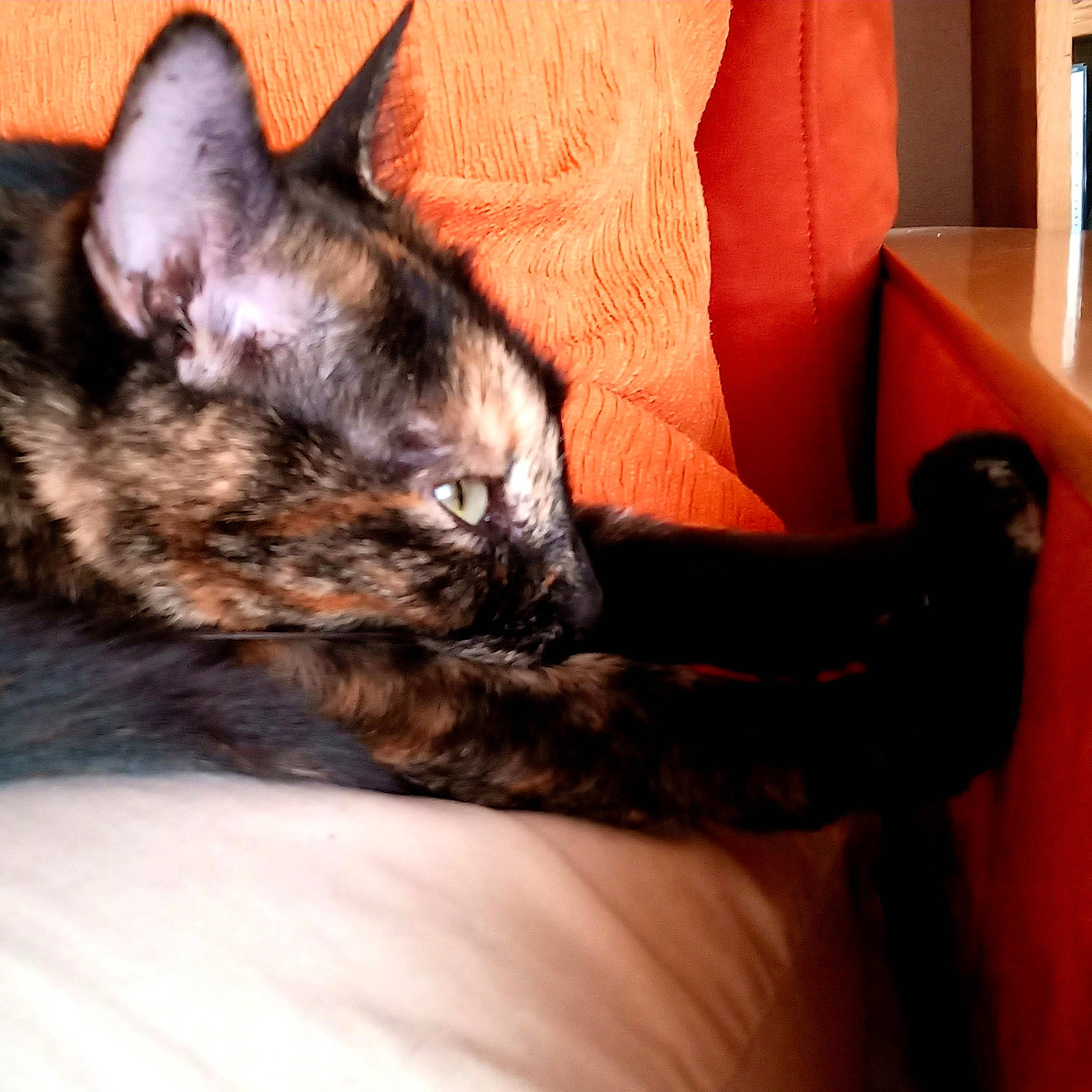 Minette participe au concours pour gagner de l'argent avec cette photo : bed, carnivore, cat, chair, claw, comfort, couch, domestic_short_haired_cat, felidae, fur, hardwood, linens, nap, paw, sitting, small_to_medium_sized_cats, snout, tail, whiskers, wood