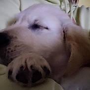 Aston a rejoint le concours — aidez-le/la à gagner de superbes lots ! puppy, dog, sleeping, close_up, cozy, soft_lighting, pet, animal, cute, resting, fur, indoor, companion, adorable, young_dog, snout, paw, relaxed, face, cute_pet