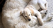 Aston participe au concours pour gagner de l'argent avec cette photo : adult_dog, animal, companionship, cozy, curled_up, cute, dog, domestic_animal, floor, fur, golden_retriever, indoor, napping, pet, puppy, relaxation, resting, sleeping, tile_floor, wooden_cabinet