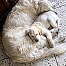Aston participe au concours pour gagner de l'argent avec cette photo : dog, golden_retriever, puppy, adult_dog, sleeping, floor, tile_floor, wooden_cabinet, indoor, pet, animal, fur, cute, resting, domestic_animal, companionship, cozy, curled_up, napping, relaxation