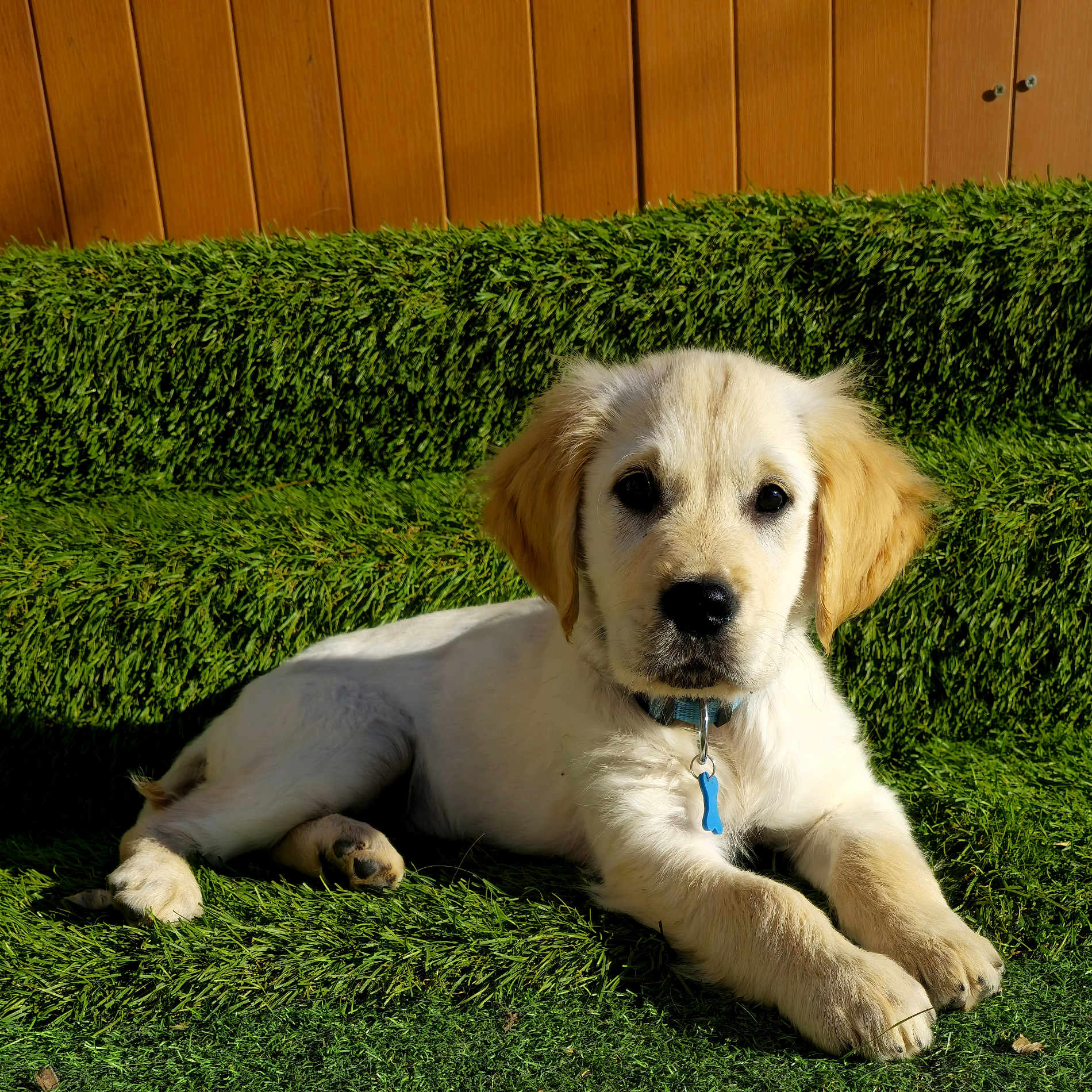 Aston a rejoint le concours — aidez-le/la à gagner de superbes lots ! puppy, dog, golden_retriever, grass, outdoor, sunlight, collar, pet, animal, cute, young, fur, lying_down, bench, nature, summer, green, domestic_animal, resting, adorable
