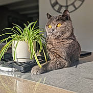 Olia participe au concours pour gagner de l'argent avec cette photo : cat, clock, closeup, decor, domestic_animal, feline, fur, gray_cat, houseplant, indoor, pet, potted_plant, reflection, relaxing, shadow, side_view, sunlight, table, whiskers, yellow_eyes
