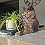 cat, clock, closeup, decor, domestic_animal, feline, fur, gray_cat, houseplant, indoor, pet, potted_plant, reflection, relaxing, shadow, side_view, sunlight, table, whiskers, yellow_eyes