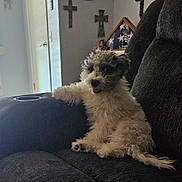 Smokey is registered to the contest to win money with this photo: black_couch, couch, cozy, cross, cute, dog, flag, fluffy, fur, furniture, home, indoor, living_room, pet, puppy, relaxing, seated, small_dog, tongue_out, wall_decor