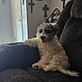 black_couch, couch, cozy, cross, cute, dog, flag, fluffy, fur, furniture, home, indoor, living_room, pet, puppy, relaxing, seated, small_dog, tongue_out, wall_decor