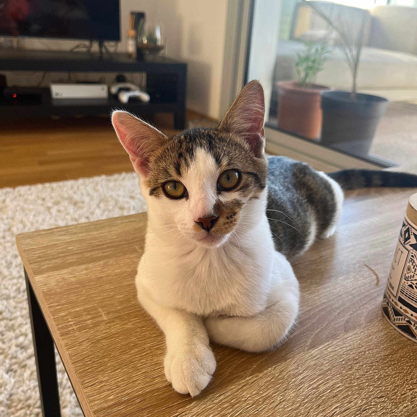 Oréo a rejoint le concours — aidez-le/la à gagner de superbes lots ! animal, carpet, cat, cozy, curious, cute, ears, eyes, furniture, home, indoor, living_room, paw, pet, plant, resting, tabby, table, white_fur, wood