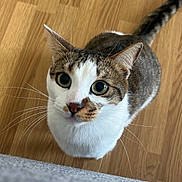 Oréo participe au concours pour gagner de l'argent avec cette photo : cat, animal, pet, indoor, wooden_floor, whiskers, fur, curious, close_up, looking_up, tabby, white_fur, cute, domestic_animal, mammal, portrait, eyes, ears, tail, flooring