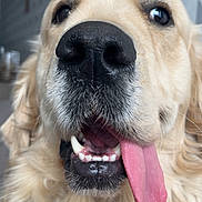 Ulko participe au concours pour gagner de l'argent avec cette photo : animal, canine, close_up, closeup, cute, dog, domestic_animal, friendly, fur, golden_retriever, happy, mouth, nose, pet, playful, portrait, teeth, tongue, tongue_out, whiskers